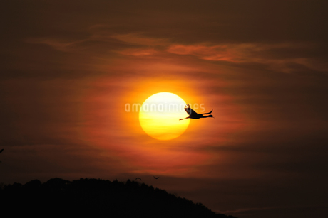 夕日を横切って飛ぶツル（鹿児島県・出水市）の写真素材 [FYI04579038