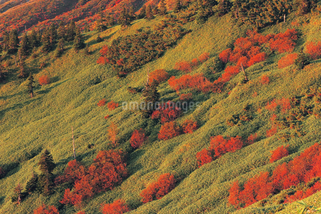 紅葉 10月 渋峠からみた芳ヶ平湿原の紅葉の写真素材 [FYI04587064