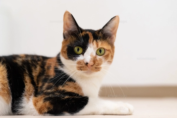 カーペットでくつろぐ細身の三毛猫の写真素材 [FYI04596786