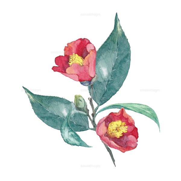 椿の水彩画のイラスト素材 [FYI04605176] | ストックフォトの