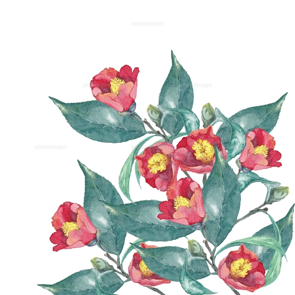 水彩画「椿」 maxresdefault.jpg?sqp=-