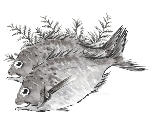 鯛 たい 2尾 白バック モノトーン【水墨画風】のイラスト素材