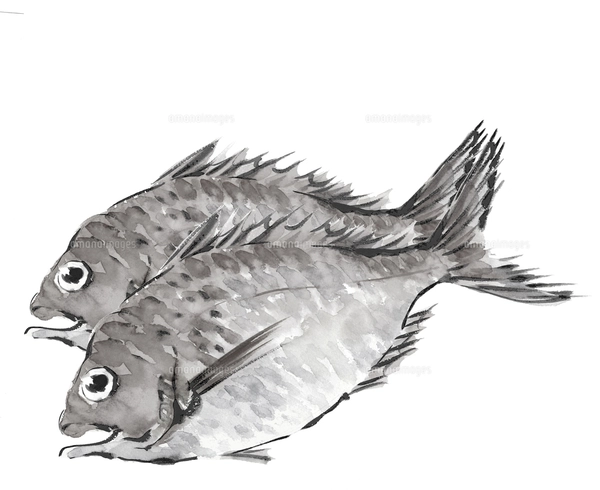 鯛 たい 一尾 モノトーン【水墨画風】のイラスト素材