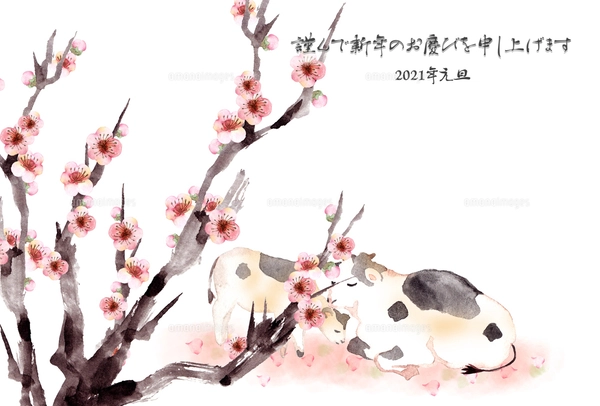 牛の親子と梅の花水彩画のイラスト素材 [FYI04611022