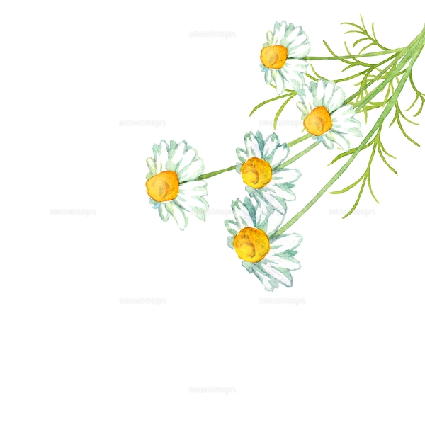 カモミールの水彩画のイラスト素材 [FYI04619988] | ストックフォトの