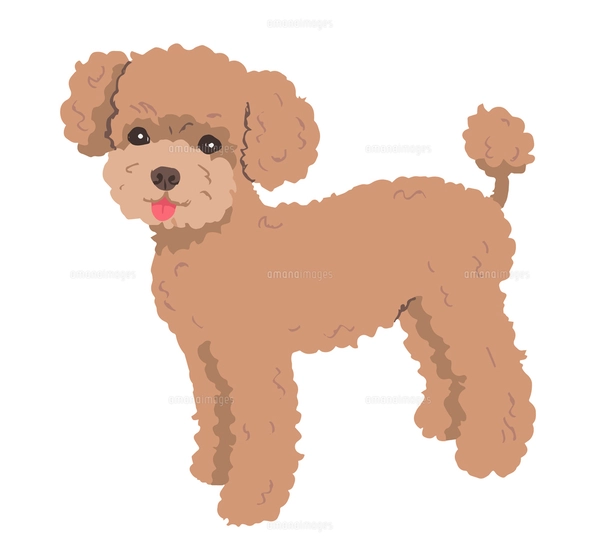 プードル ホワイトのイラスト素材 [FYI04621366] | ストックフォトの