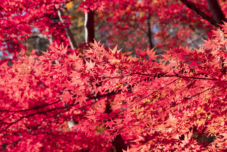 モミジの紅葉の写真素材 [FYI04627570] | ストックフォトの Qlean Market（キュリンマーケット）