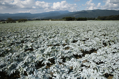 群馬県 赤城高原のこんにゃく畑 コンニャク栽培の写真素材