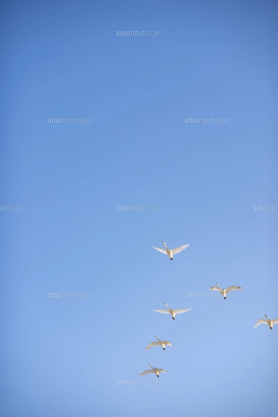 空を飛ぶ白鳥の群れの写真素材 [FYI04632260] | ストックフォトの