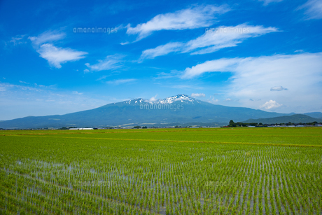 No.3【紀美野の水田里風景】 庄内平野の田んぼと鳥海山の写真素材 [FYI04632570] | ストックフォト