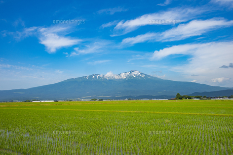 庄内平野の田んぼと鳥海山の写真素材 [FYI04632571] | ストックフォト