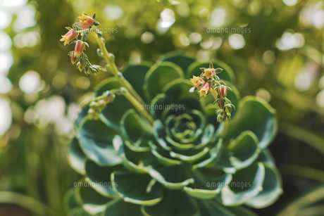 花 多肉植物 エケベリア 七福神の写真素材 [FYI04634440] | ストック