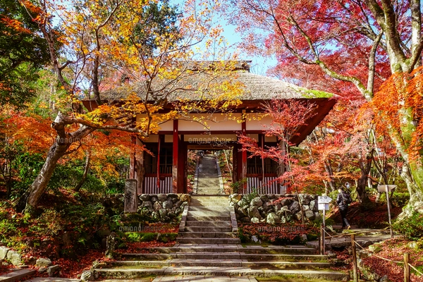 風景画「紅葉の常寂光寺Ⅱ」油彩画 F10 京都・嵯峨野 張り