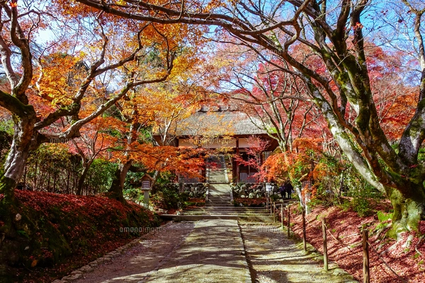 紅葉に染まった京都・嵯峨野の常寂光寺（多宝塔）の写真素材