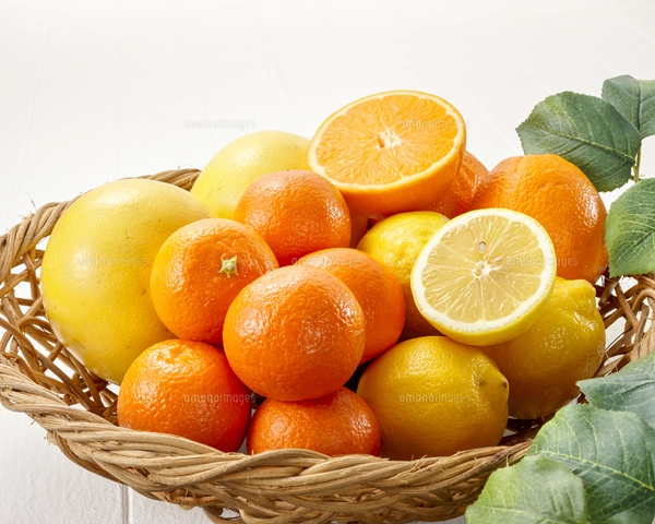 柑橘類（レモン、オレンジ、グレープフルーツ、マンダリン）集合の写真