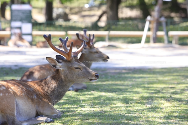 写真鹿帖..カメラ目線な122年前の鹿たちの写真集 神々しい鹿さんたち🦌✨ 動物を撮るのこんなに楽しいとは