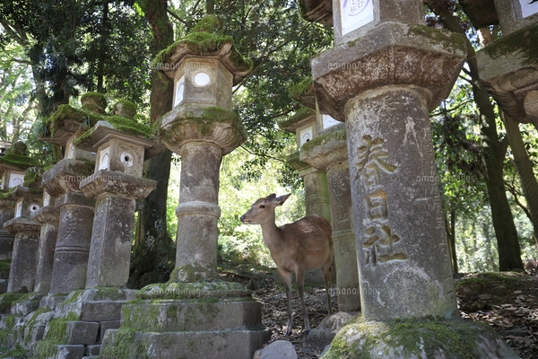 奈良公園-鹿-2019年5月の写真素材 [FYI04665210] | ストック