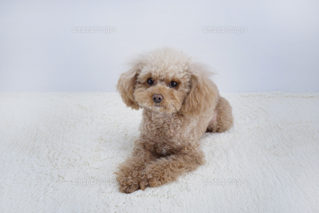 伏せをしてるトイプードルの写真素材 [FYI04667962] | ストックフォト