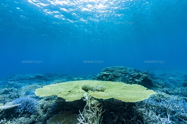 西表島 イダの浜のテーブルサンゴの写真素材 [FYI04674500] | ストック