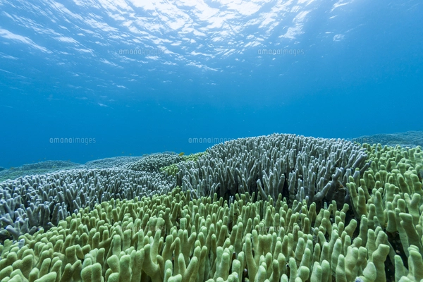 西表島 イダの浜に群生するテーブルサンゴの写真素材 [FYI04674498
