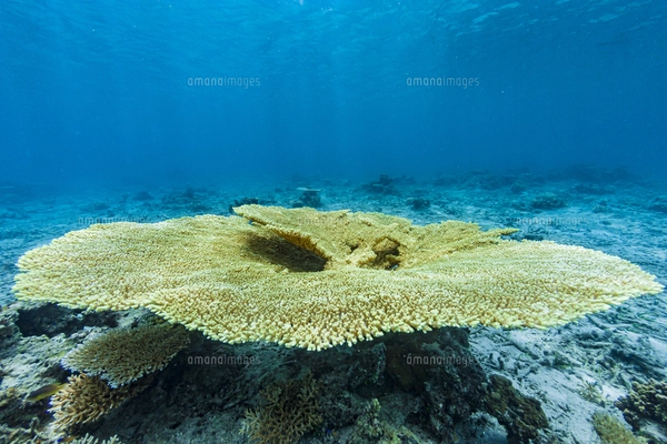 西表島 イダの浜に群生するテーブルサンゴの写真素材 [FYI04674498