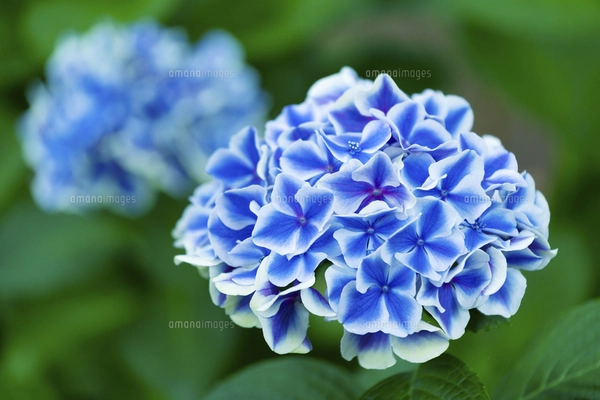 あじさいの花 アップの写真素材 [FYI04674633] | ストックフォトの