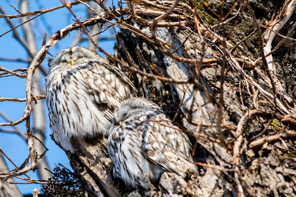 木の上にフクロウ2羽 木の上で休む二羽のエゾフクロウ