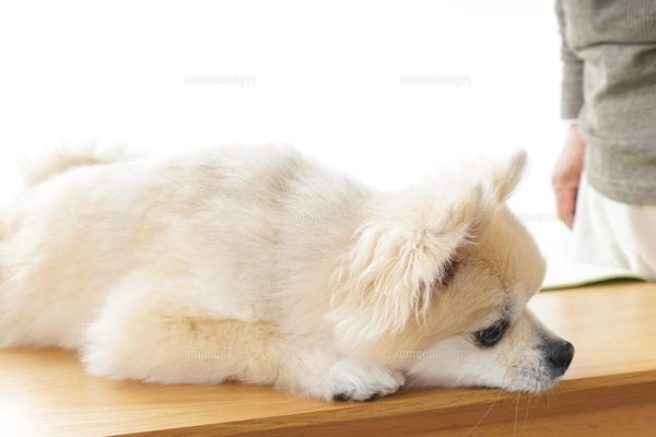 リラックスする犬の写真素材 [FYI04724433] | ストックフォトの Qlean