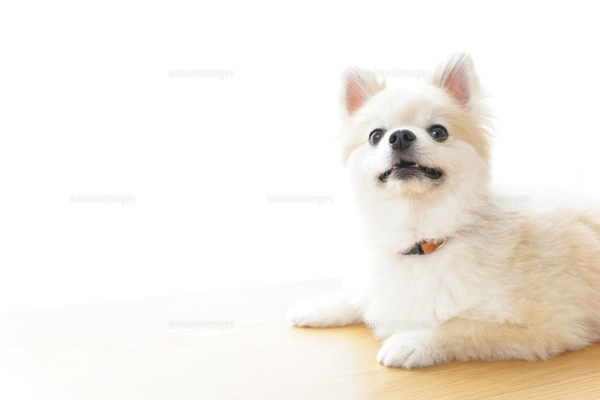 リラックスしている犬 リラックスする犬の写真素材 [FYI04724433] | ストックフォトの Qlean