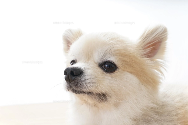 リラックスする犬の写真素材 [FYI04724431] | ストックフォトの Qlean