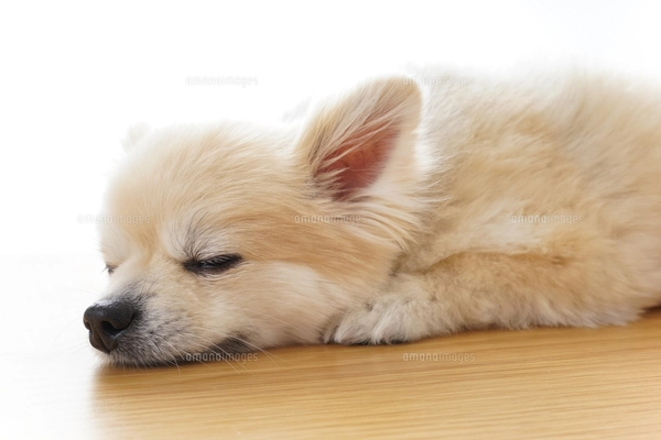 リラックスする犬の写真素材 [FYI04724431] | ストックフォトの Qlean