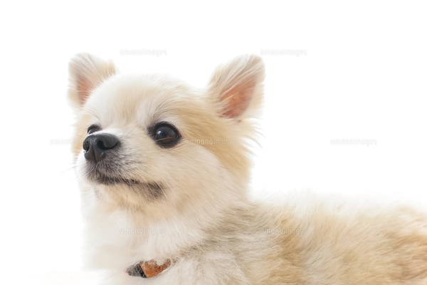リラックスする犬の写真素材 [FYI04724431] | ストックフォトの Qlean