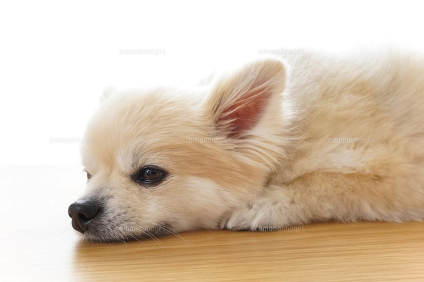 リラックスする犬の写真素材 [FYI04724431] | ストックフォトの Qlean
