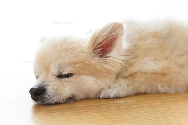 リラックスする犬の写真素材 [FYI04724431] | ストックフォトの Qlean