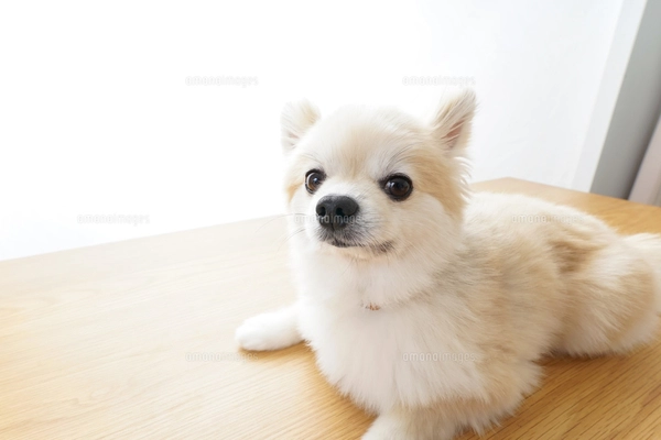 リラックスする犬の写真素材 [FYI04724425] | ストックフォトの Qlean