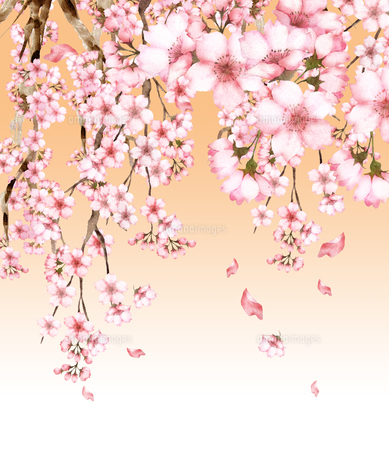 水彩の桜の花 背景付きのイラスト素材 [FYI04734614] | ストックフォト