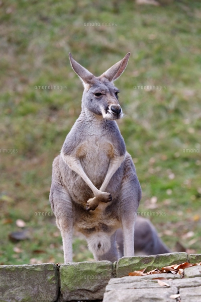 1975年製　Kangaroo®️ カンガルー　未使用 二本足で立つカンガルーの写真素材 [FYI04739162] | ストックフォトの