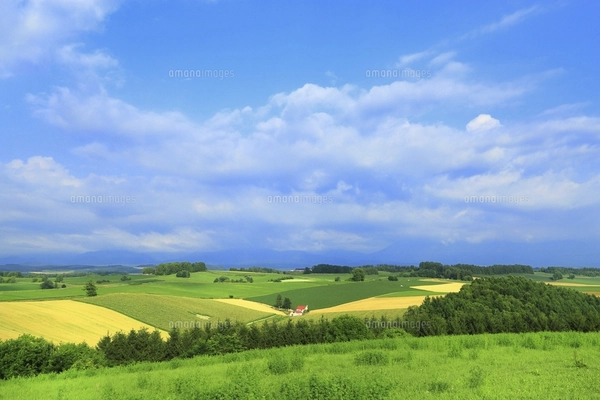 ★美瑛・畑の中の赤い屋根の家・肉筆油彩画・F6キャンバス ☆美瑛・畑の中の赤い屋根の家・肉筆油彩画・F6キャンバス 赤い