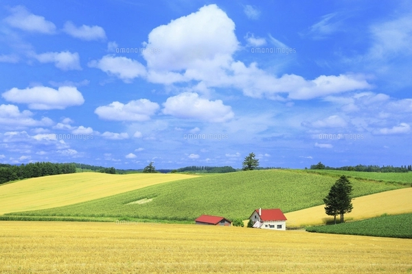 北海道美瑛町の風景 A4写真プリント ガラス入り額装 ～赤い屋根の丘～ 赤い屋根のある丘 美瑛の写真素材 [FYI04743460] | ストックフォトの