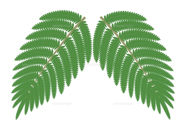 シダ植物の葉 ウラジロ イラストのイラスト素材 [FYI04746578