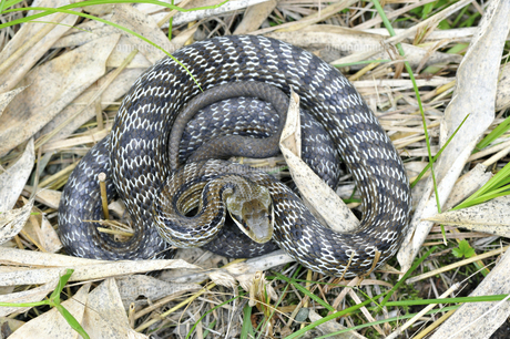 縞模様の薄いシマヘビ（北海道・鶴居村）の写真素材 [FYI04759455