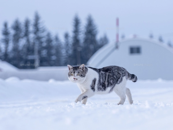 冬の猫の写真素材 [FYI04779837] | ストックフォトの Qlean Market