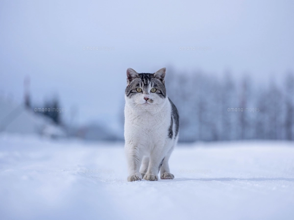 冬の猫の写真素材 [FYI04779837] | ストックフォトの Qlean Market