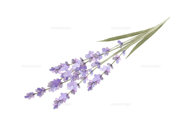 ラベンダー畑の水彩イラストのイラスト素材 [FYI04801403] | ストック