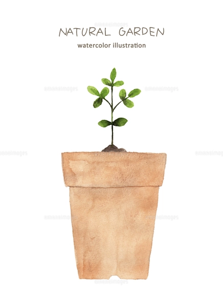 鉢植えの水彩画のイラスト素材 [FYI04837615] | ストックフォトの