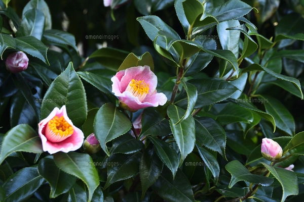 白い縁取りのピンク色のツバキの花（ツバキ科ツバキ属の常緑樹