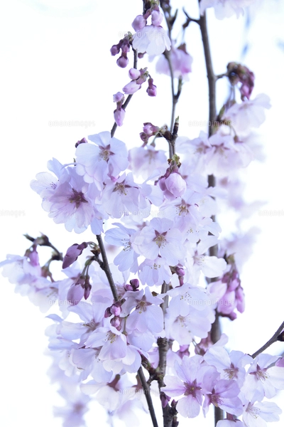サクラ（バラ科サクラ亜科サクラ属の落葉広葉樹）の花と枝とつぼみと空