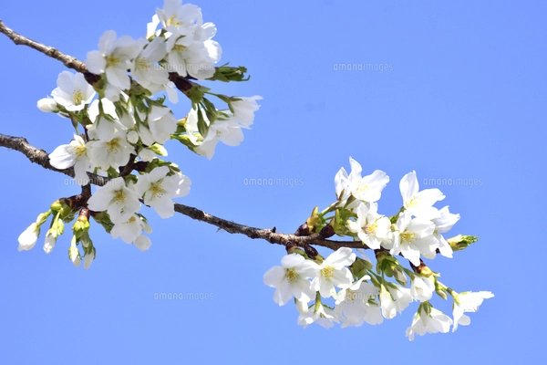 サクラ（バラ科サクラ亜科サクラ属の落葉広葉樹）の花と枝とつぼみと空