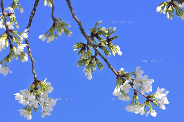 バラ科サクラ属サクラ亜属桜落葉広葉樹