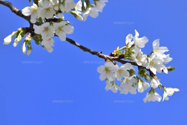 サクラ（バラ科サクラ亜科サクラ属の落葉広葉樹）の花と枝とつぼみと空
